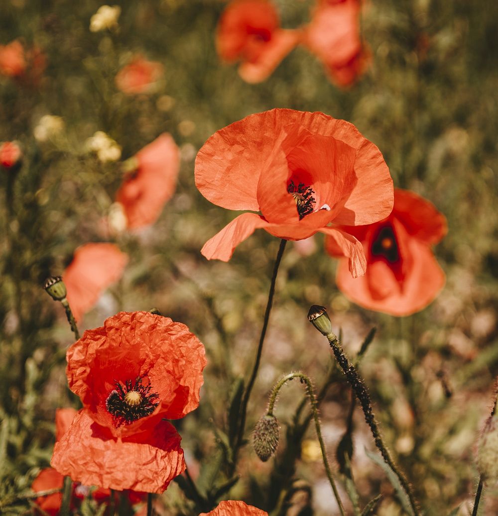 Free poppy image, public domain flower CC0 photo.