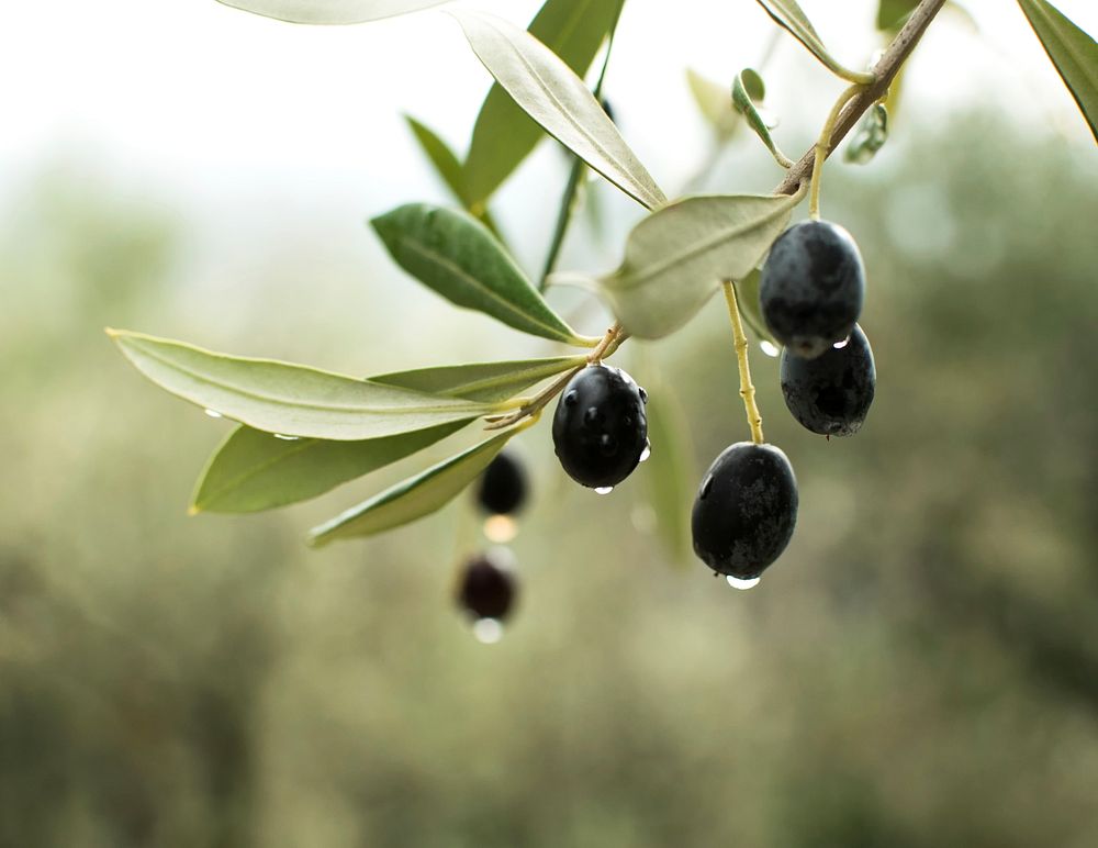 Free olive image, public domain fruit CC0 photo.
