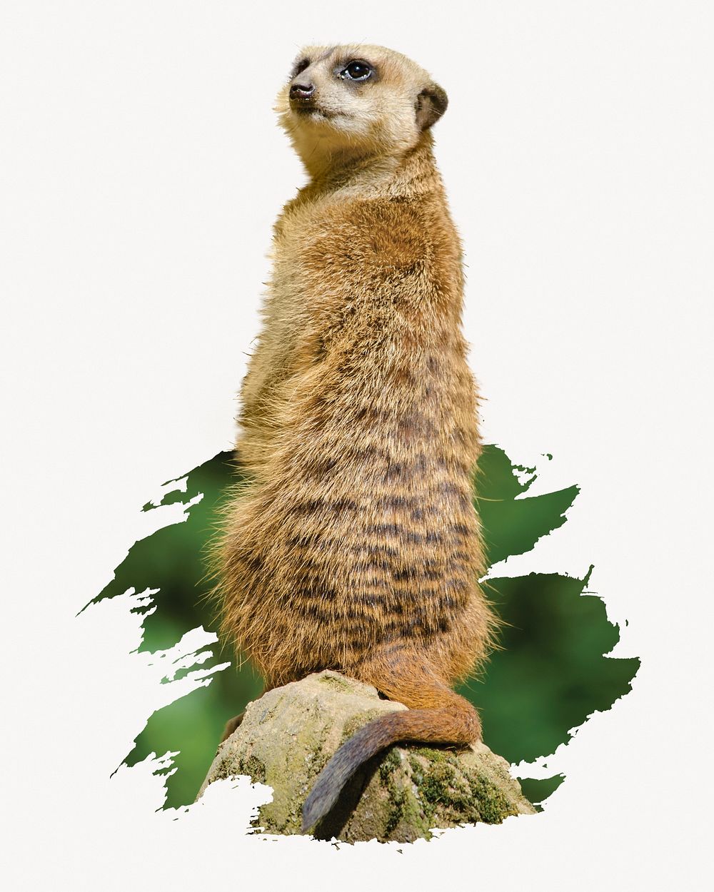 Meerkat, animal photo on white background
