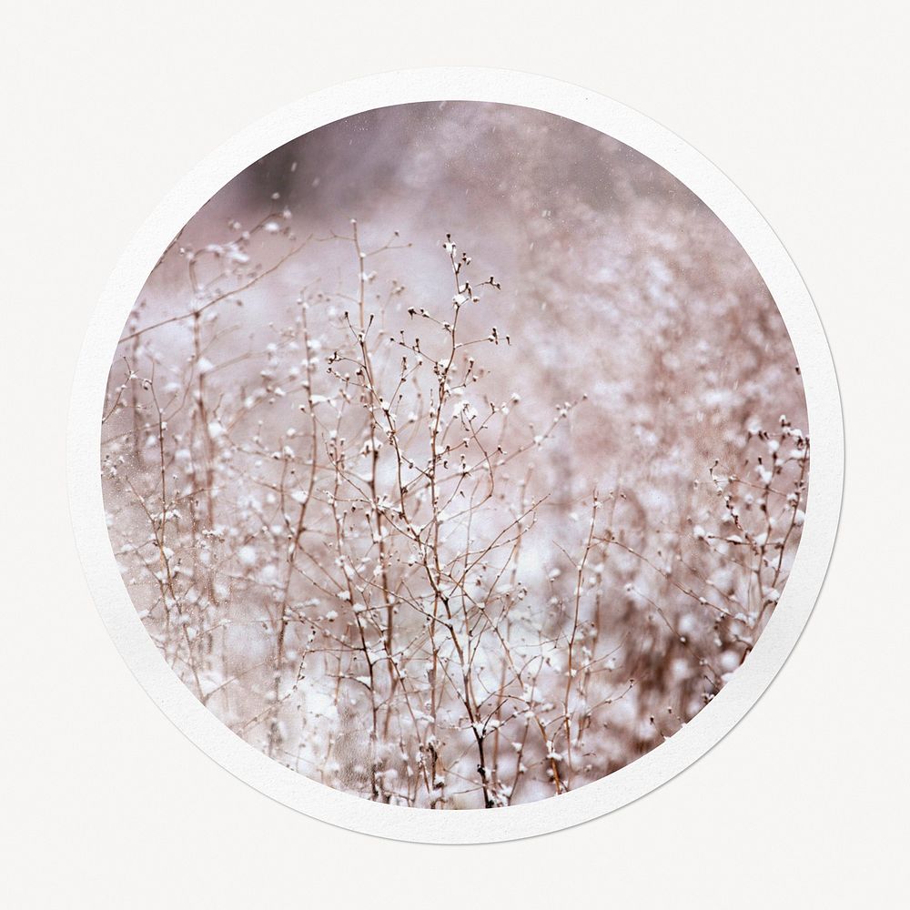 Winter flowers in circle frame, aesthetic image