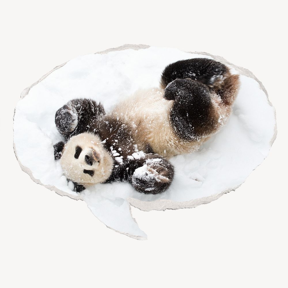 Panda in snow, ripped paper speech bubble, wildlife image