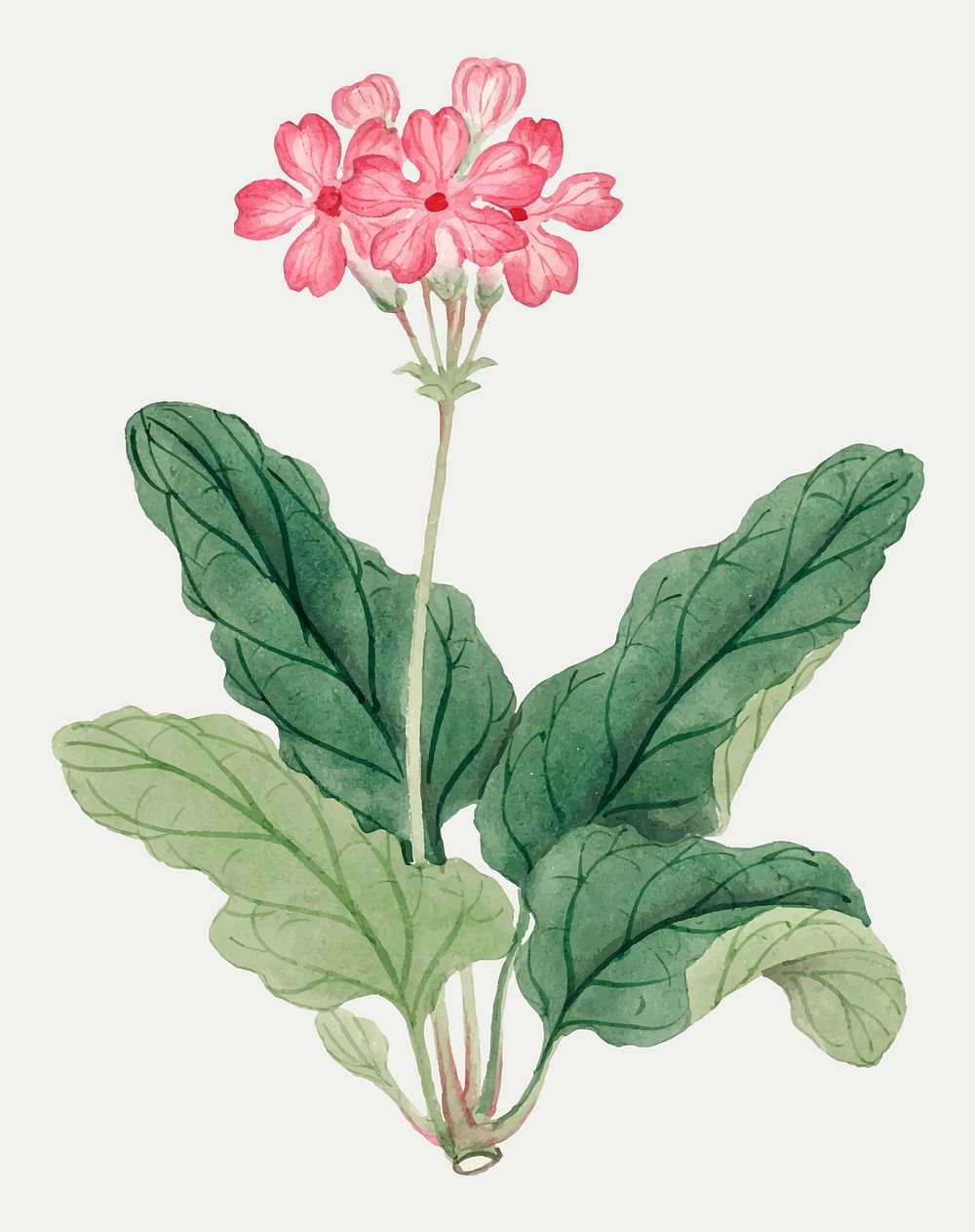 Floral vector design element Pink Geranium, vintage Japanese art remix from the David Murray collection