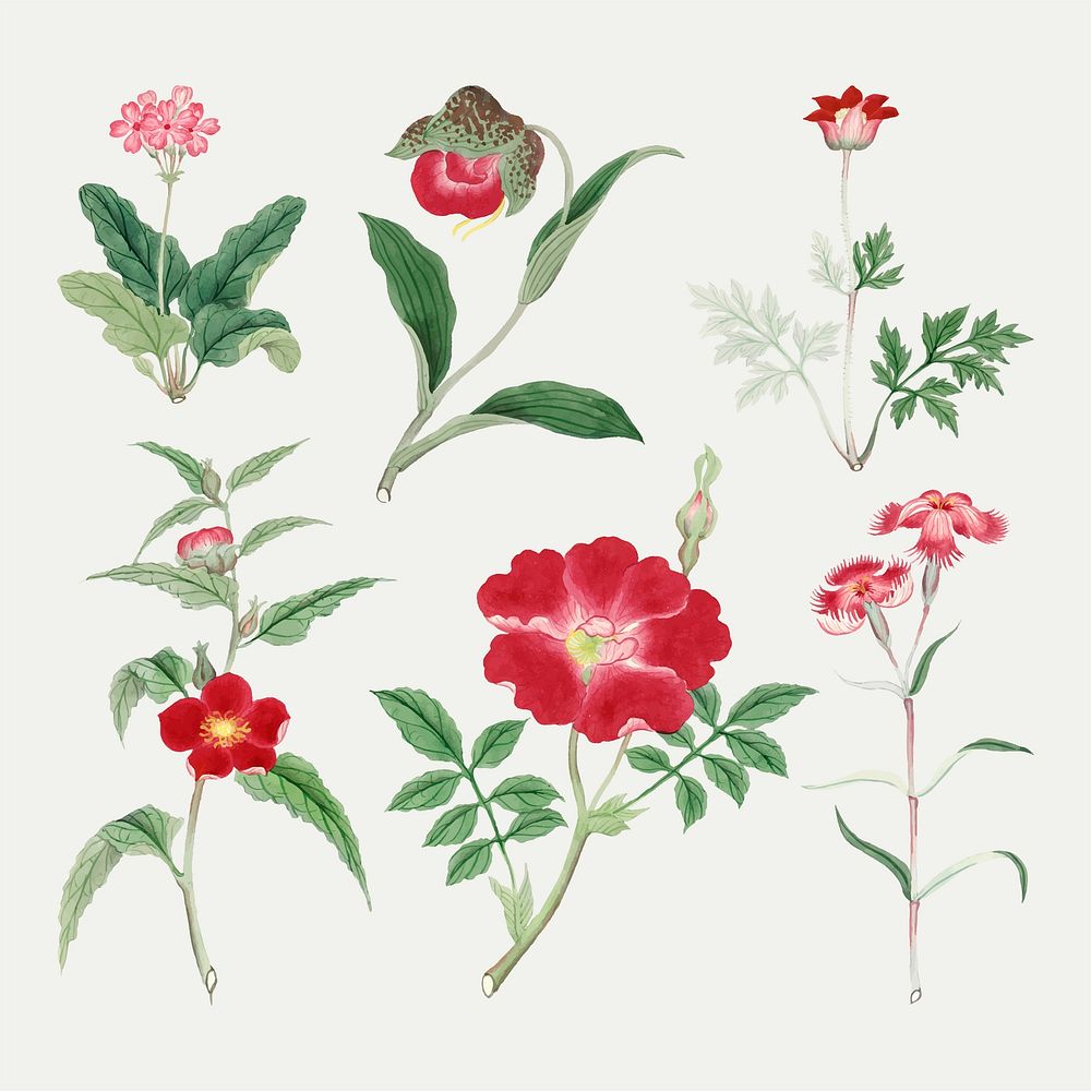 Flower vector collection antique style in different species, vintage Japanese art remix from the David Murray collection