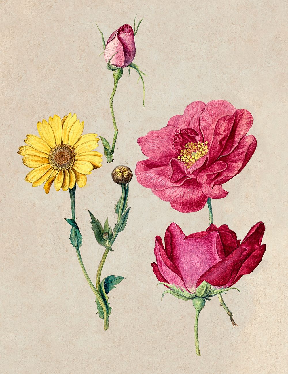 A Sheet of Studies with French Roses and an Oxeye Daisy (1570) illustration in high resolution by Jacques Le Moyne de…