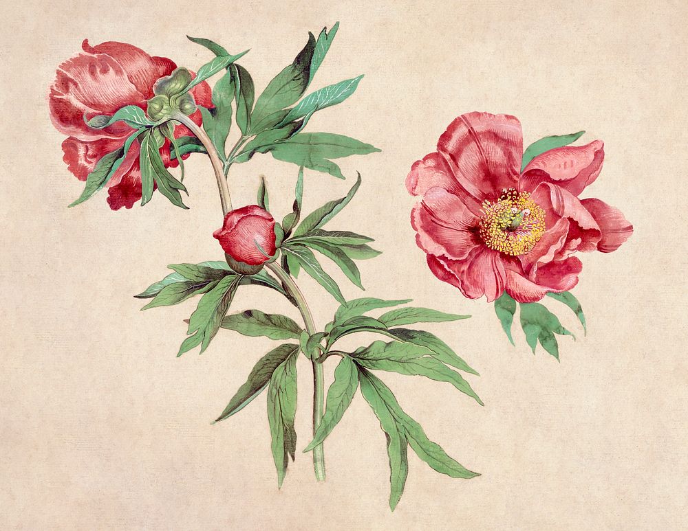 Studies of Peonies (1472-1473) painting in high resolution by Martin Schongauer. Original from Getty Museum. Digitally…