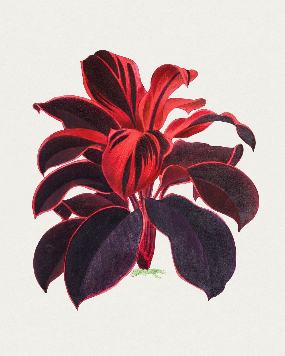 Hand drawn Hawaiian Ti plant. Original from Biodiversity Heritage Library. Digitally enhanced by rawpixel.