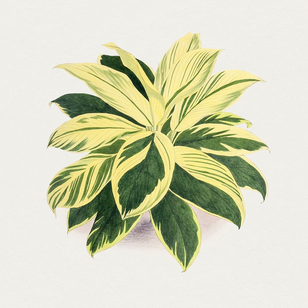 Hand drawn dracaena plant. Original from Biodiversity Heritage Library. Digitally enhanced by rawpixel.