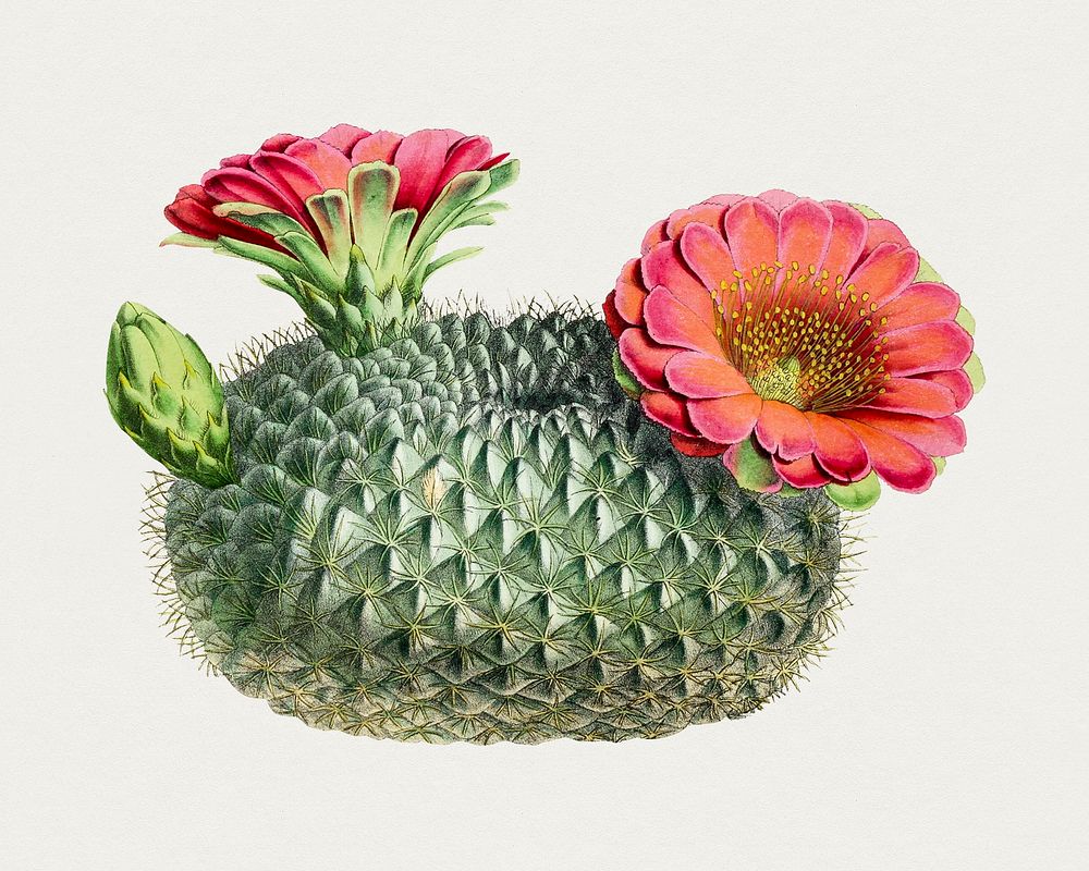 Vintage fishhook cactus. Original from Biodiversity Heritage Library. Digitally enhanced by rawpixel.