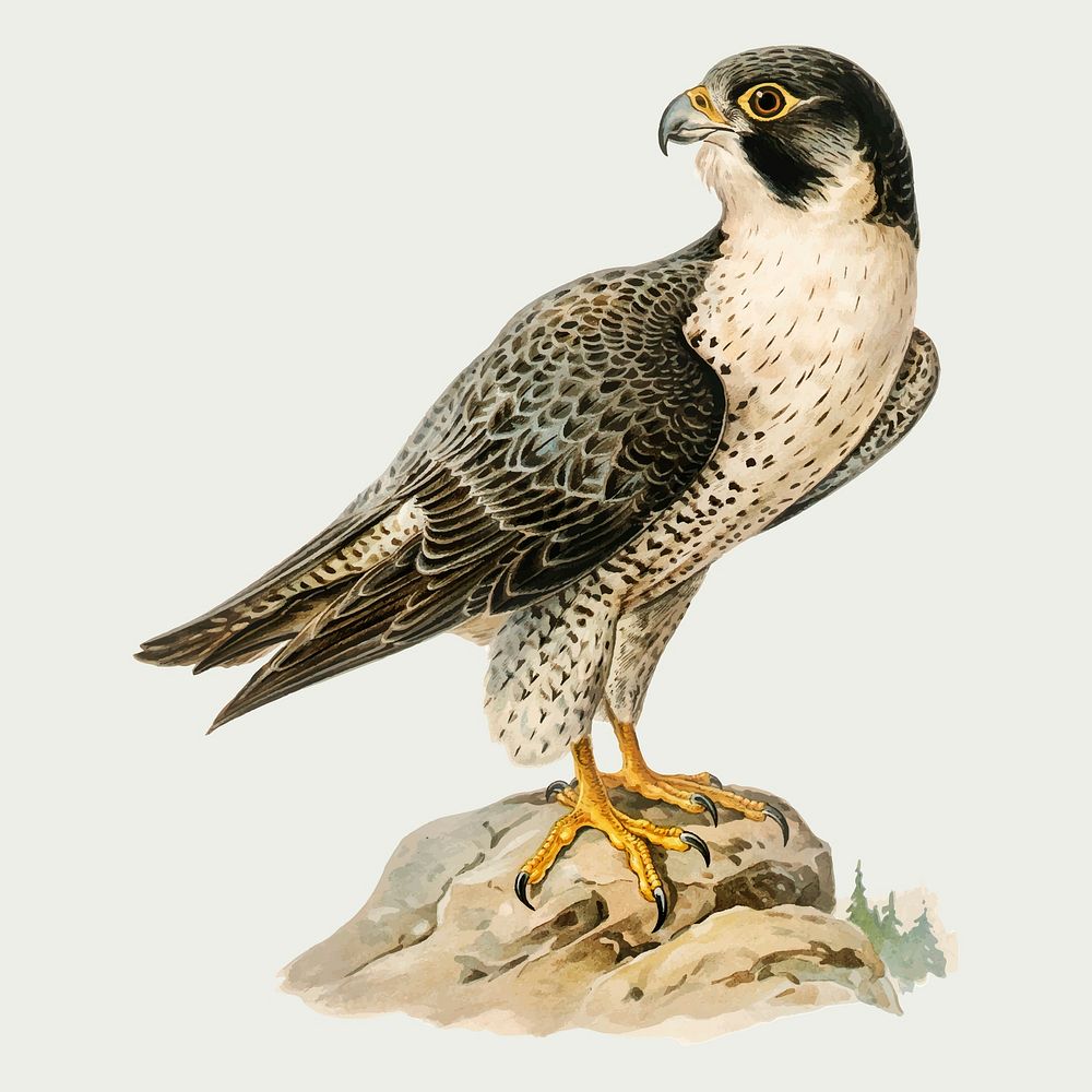 Vector peregrine falcon bird hand drawn