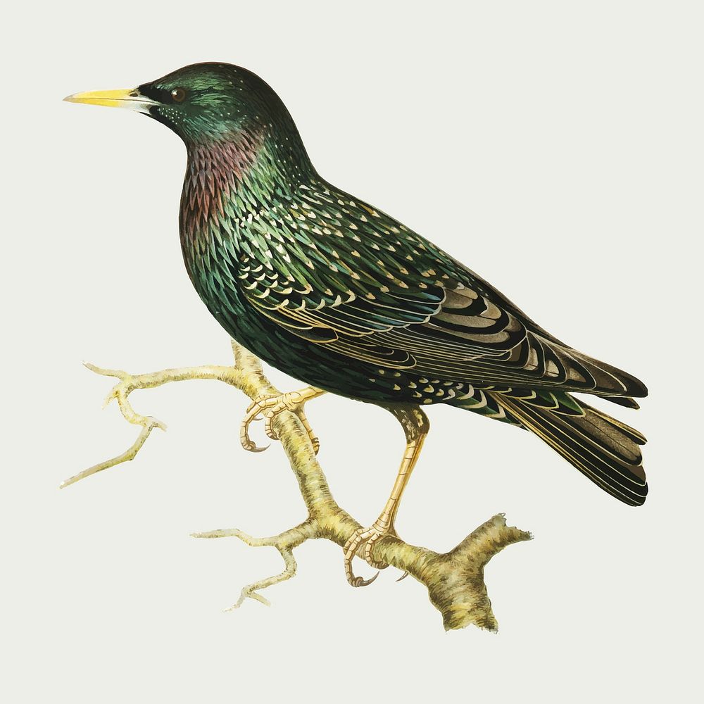 Vector European starling bird hand drawn