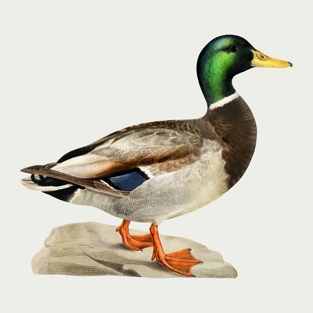 Vector duck bird hand drawn