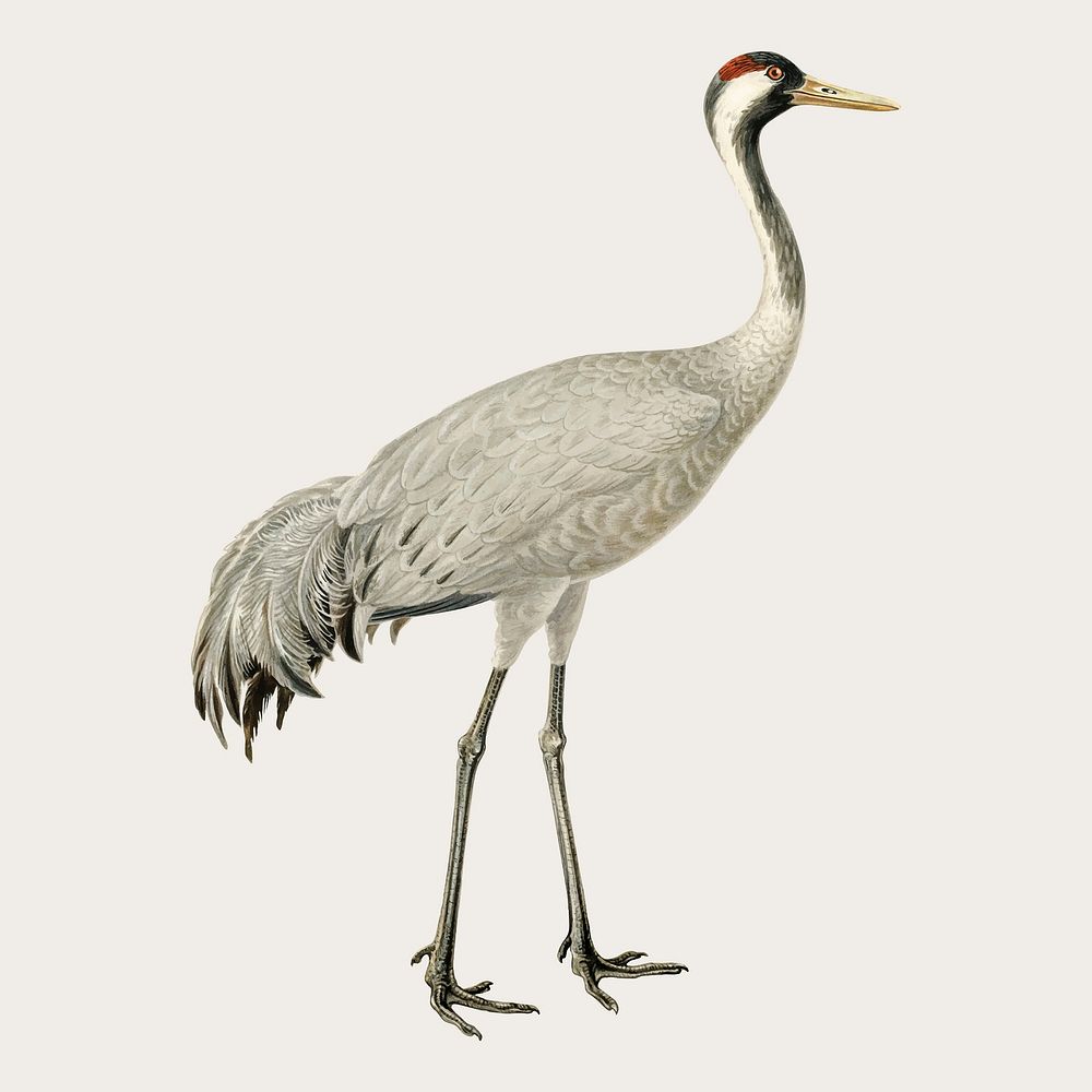 Common crane bird vector vintage drawing