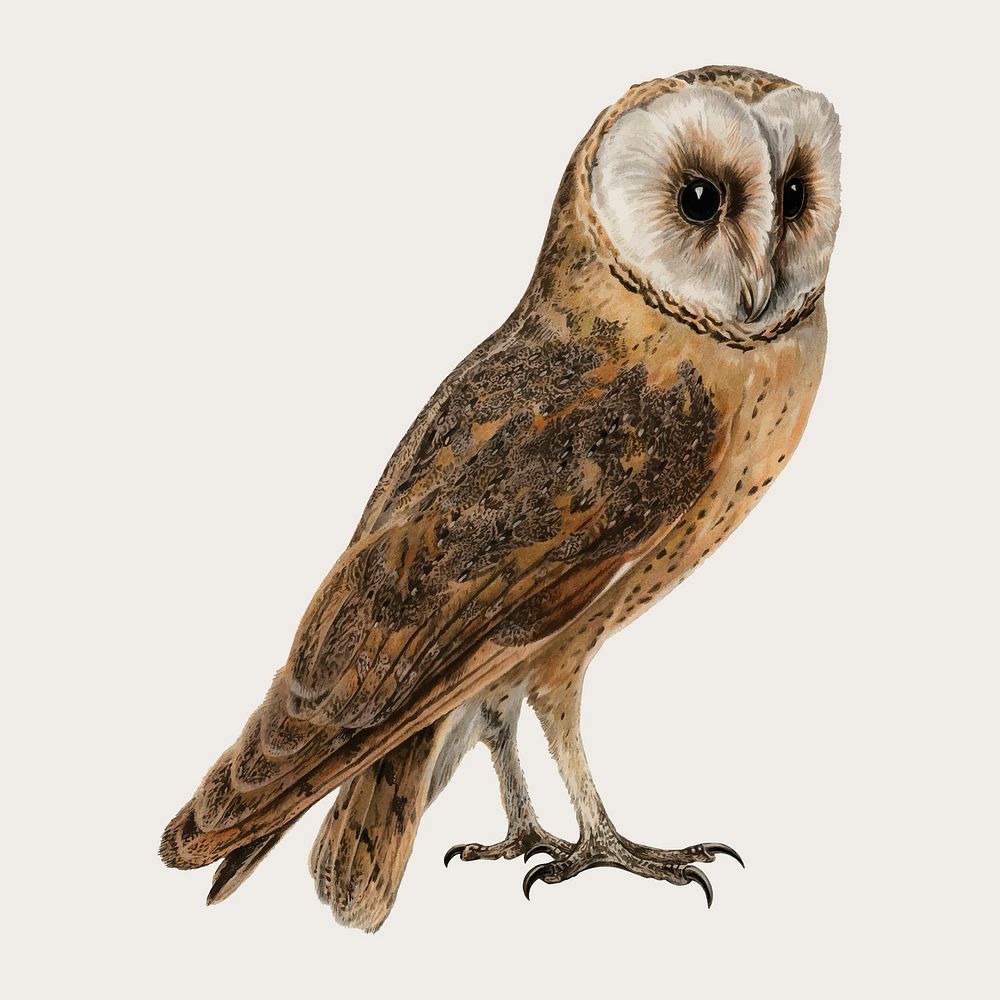 Barn owl bird vector hand drawn