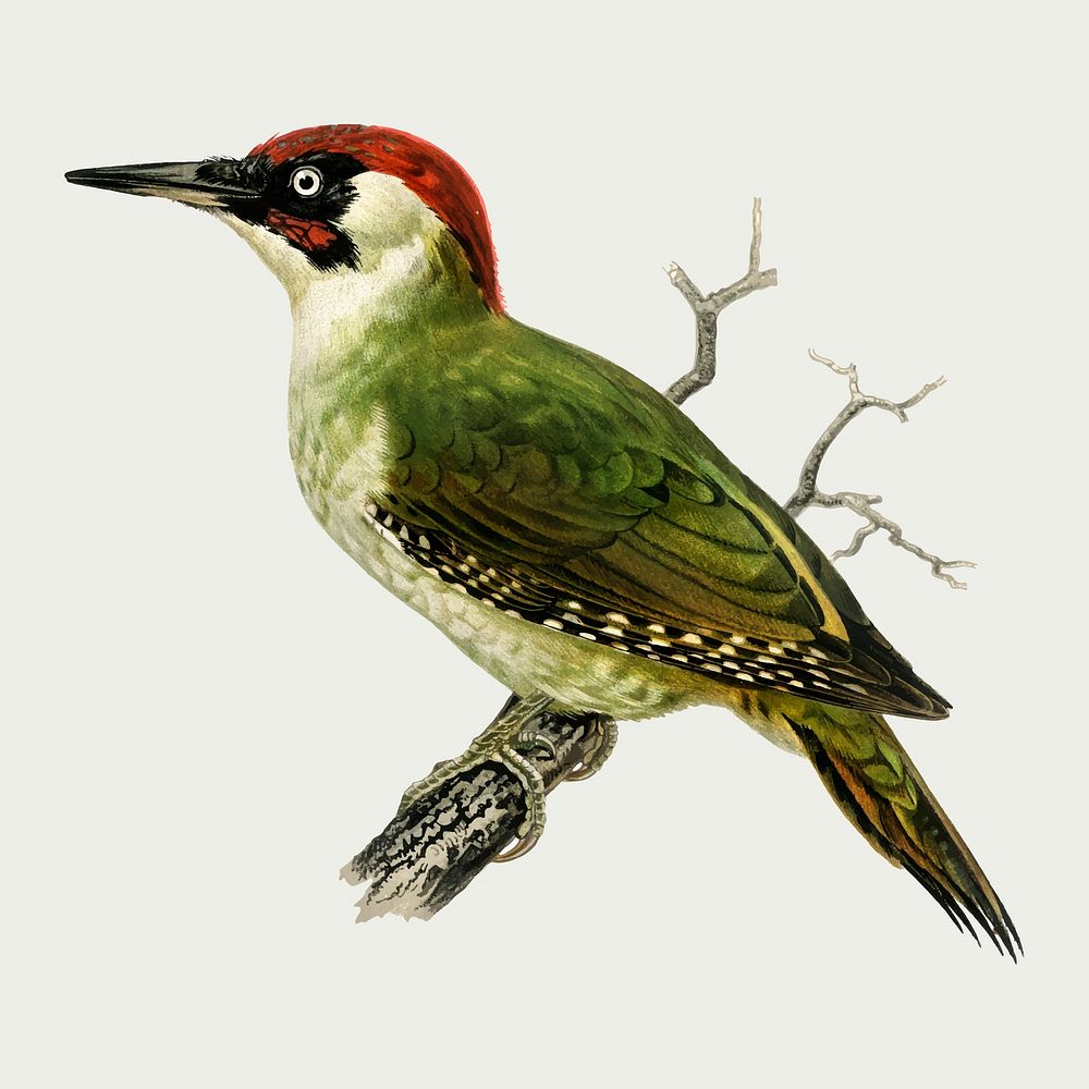 European green woodpecker vector hand drawn