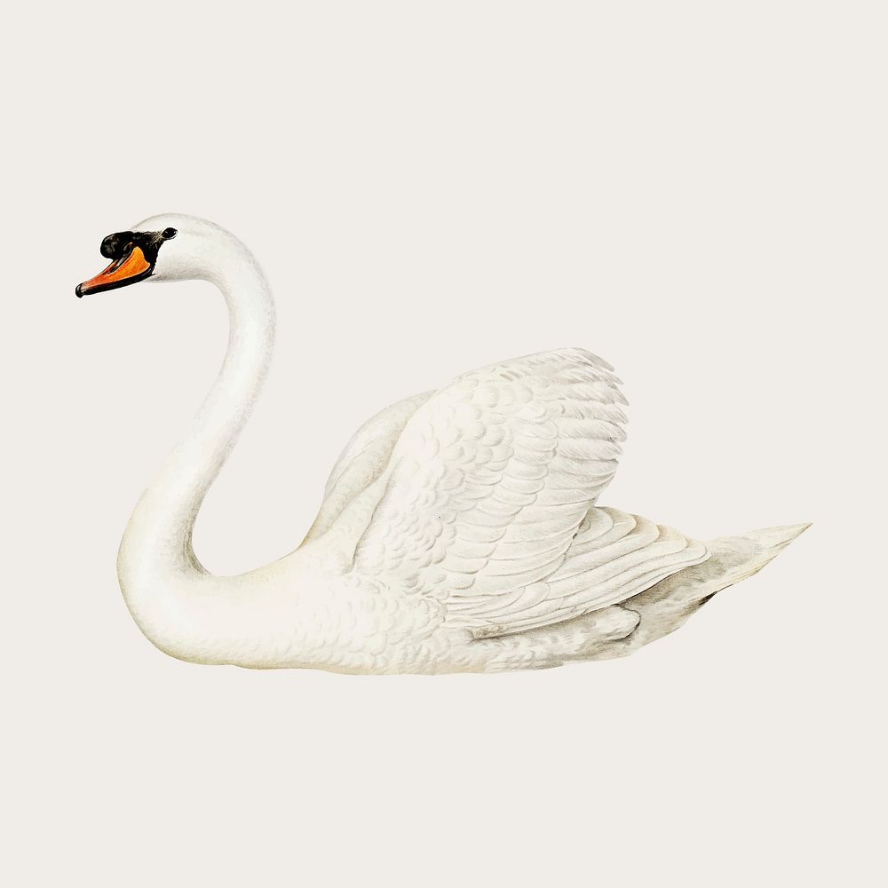 Vector mute swan bird hand drawn