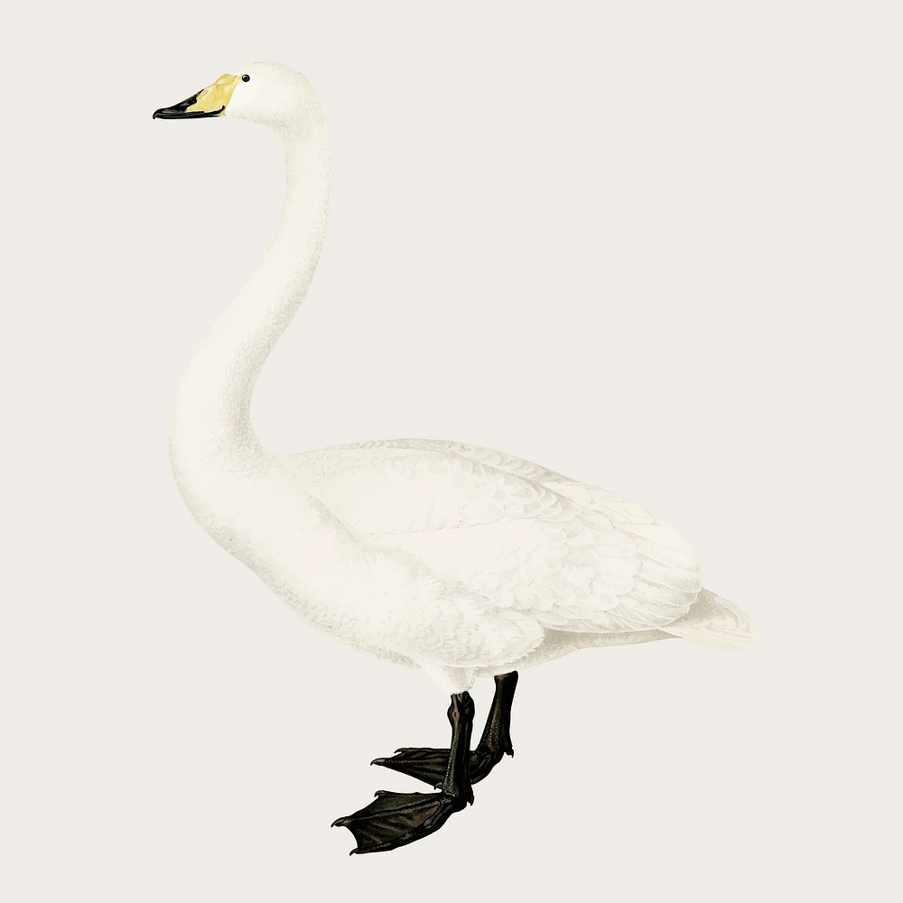 Vector whooper swan bird hand drawn