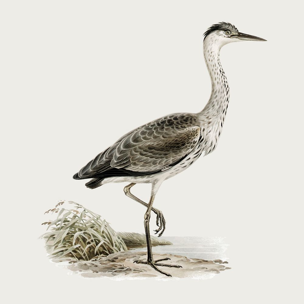 Gray heron bird vector vintage drawing