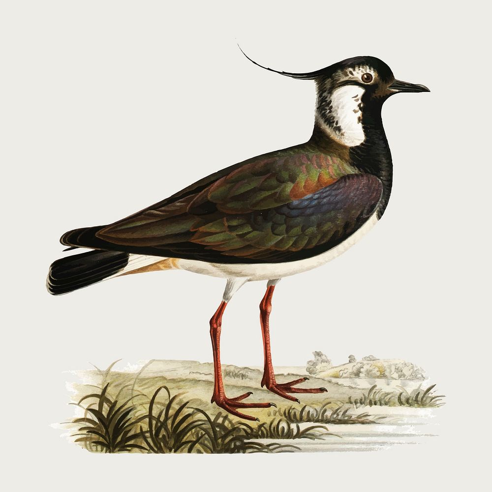 Northern lapwing bird vector vintage drawing