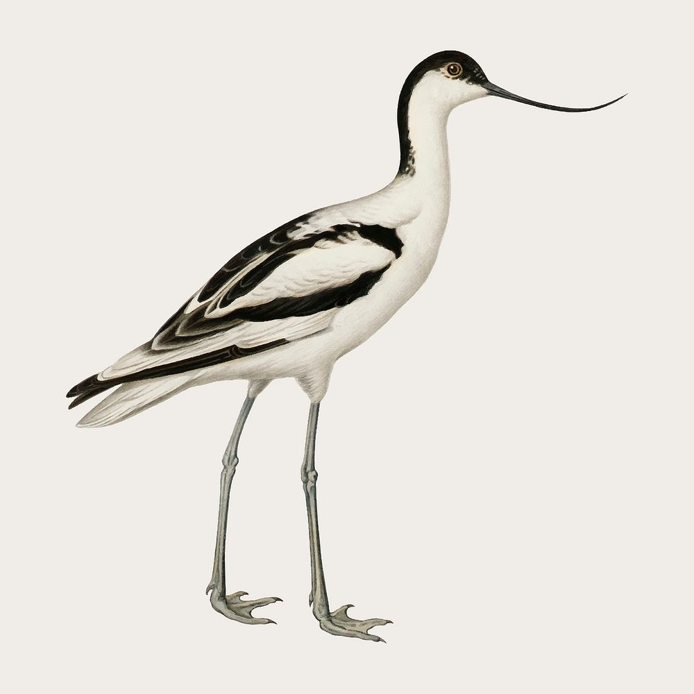 Vector pied avocet bird hand drawn