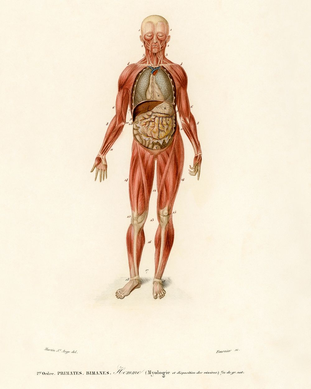 Myology and disposition of the viscera illustrated by Charles Dessalines D' Orbigny (1806-1876). Digitally enhanced from our…
