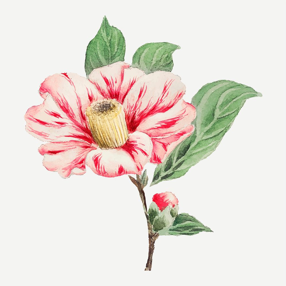 Vintage Japanese camellia flower vector art print, remix from artworks by Megata Morikaga