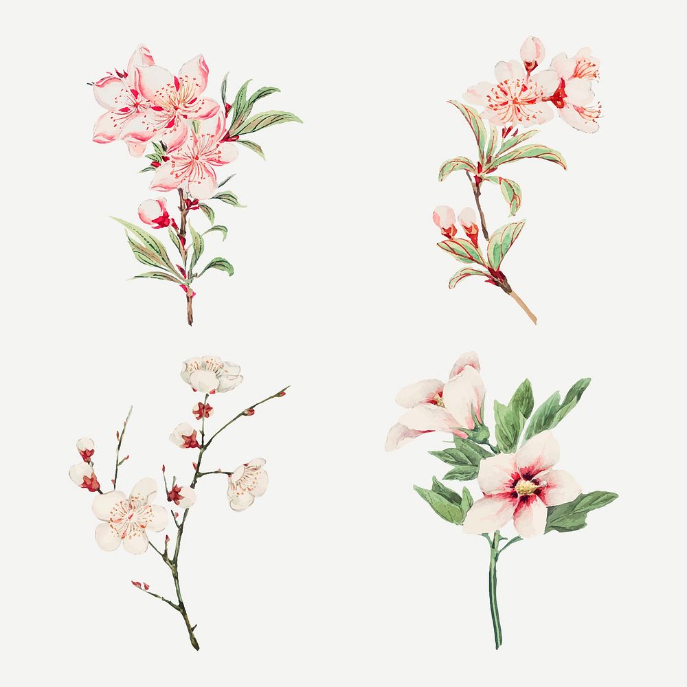 Vintage Japanese pink flower vector art print set, remix from artworks by Megata Morikaga