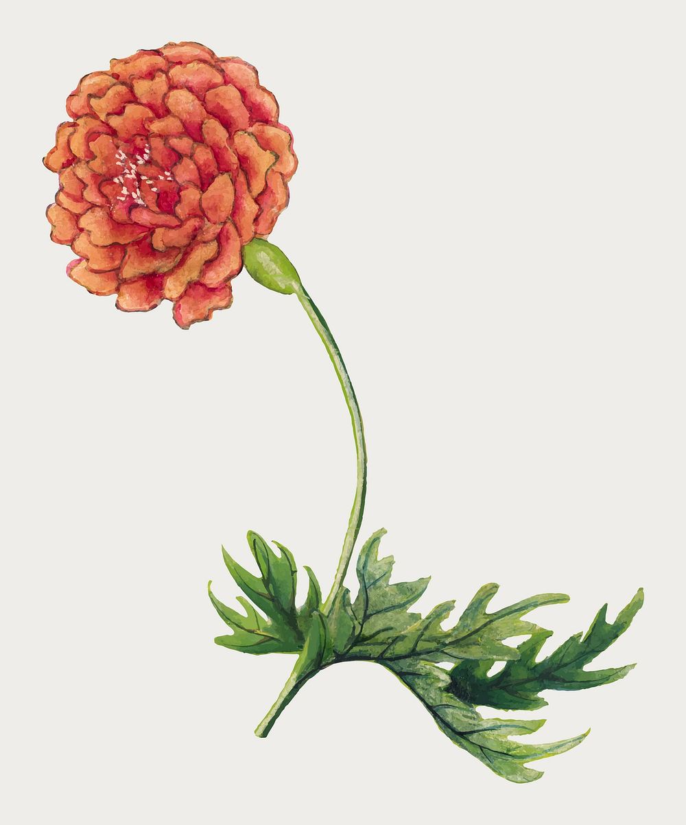 Vintage peony flower vector, remix from artworks by Zhang Ruoai