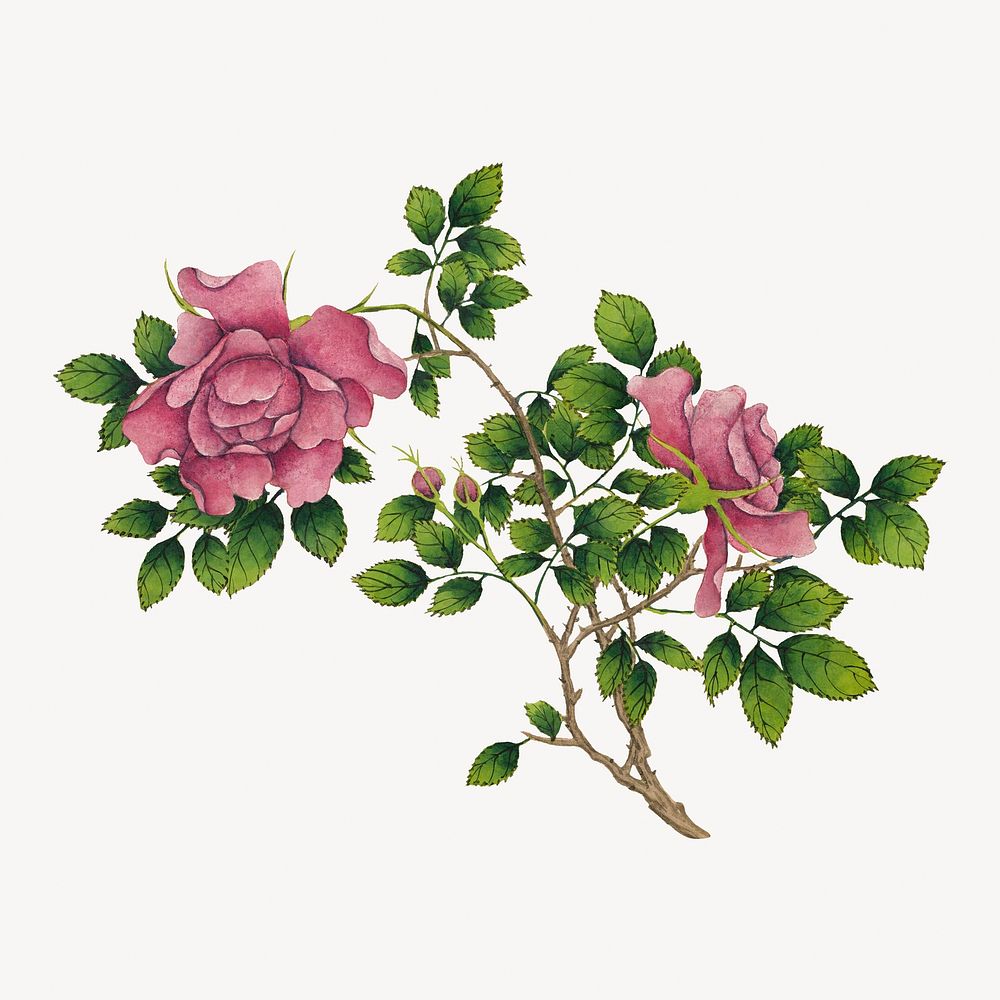 Pink rose collage element, floral vintage illustration psd
