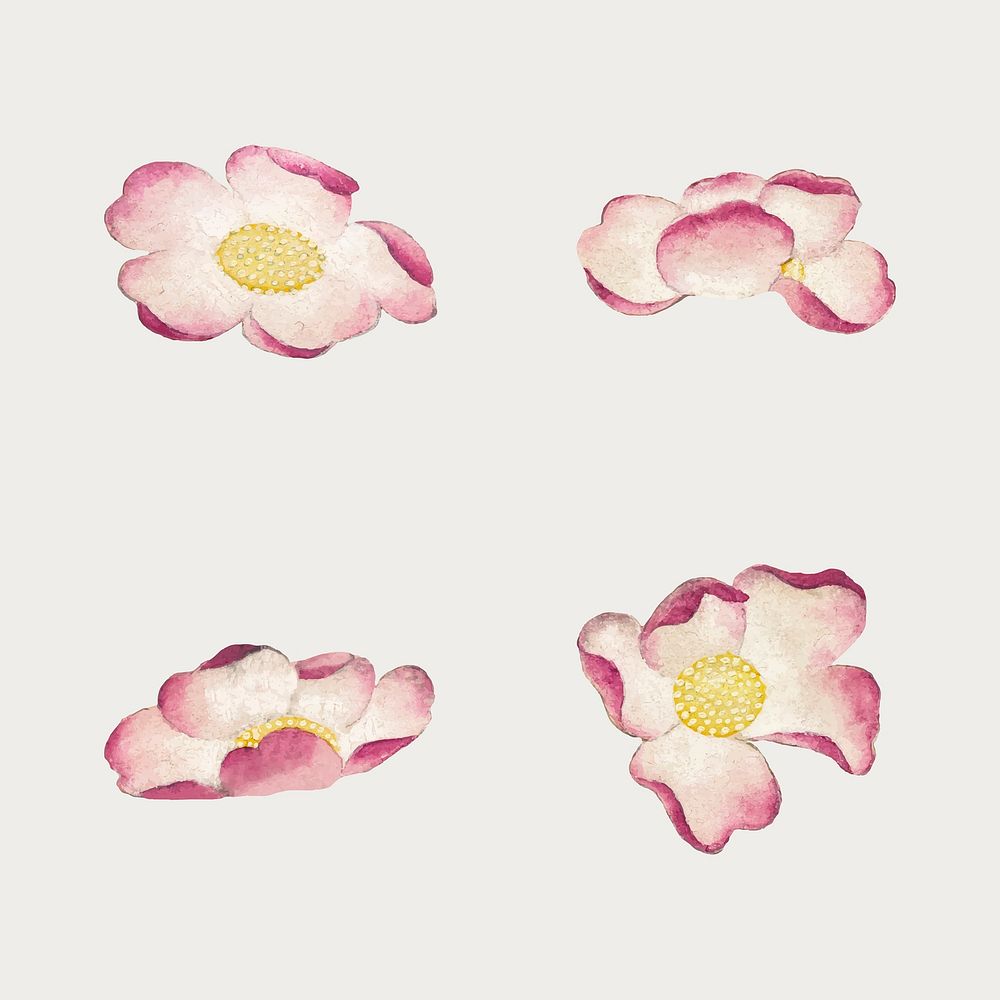 Chinese mallow flower vector design motif set, remix from artworks by Zhang Ruoai