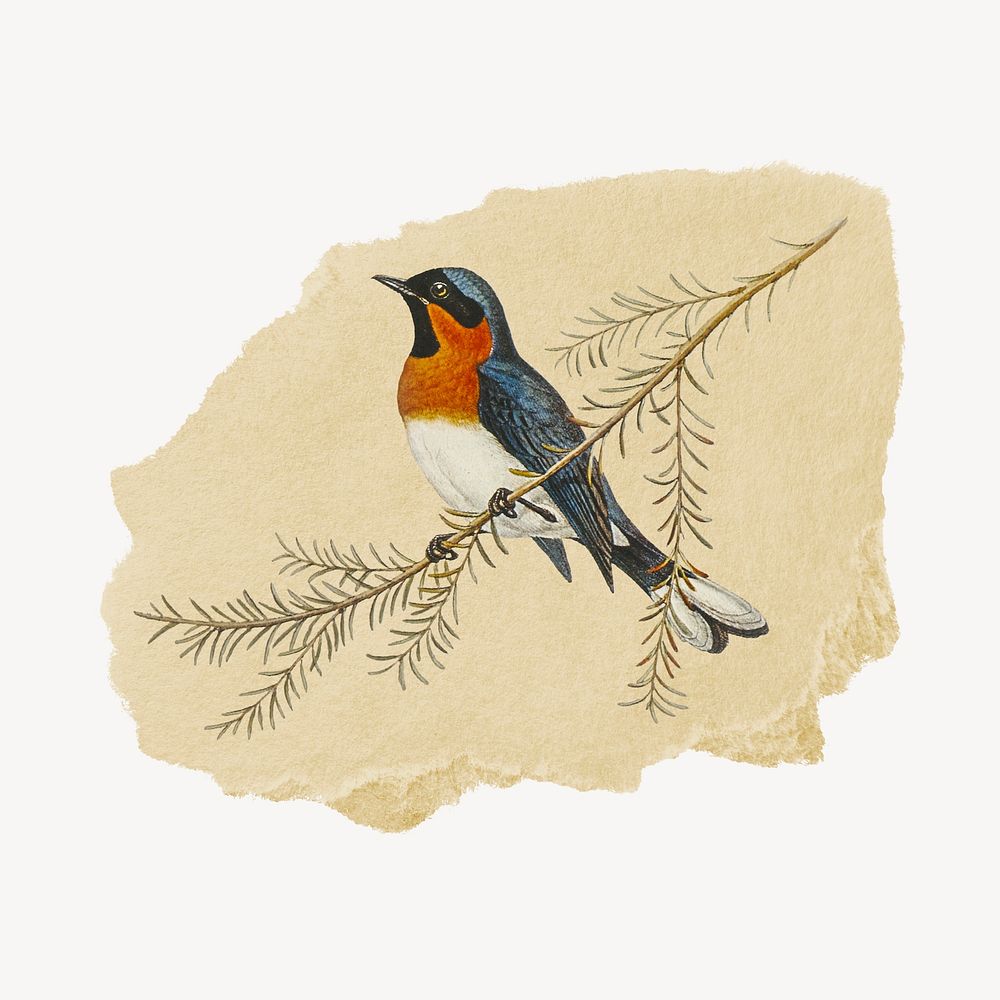 Flycatcher illustration, vintage animal artwork, ripped paper badge