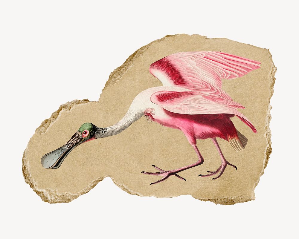 Roseate Spoonbill bird illustration, George Barbier-inspired vintage artwork, ripped paper badge
