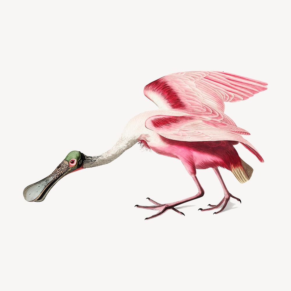 Roseate Spoonbill bird collage element, George Barbier-inspired vintage artwork psd