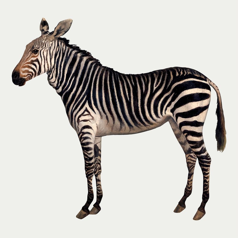 Zebra vector painting vintage style, remixed from artworks by Jacques-Laurent Agasse