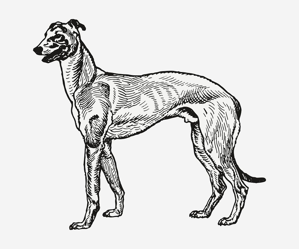 Vintage Greyhound dog illustration vector, remixed from artworks by Moriz Jung