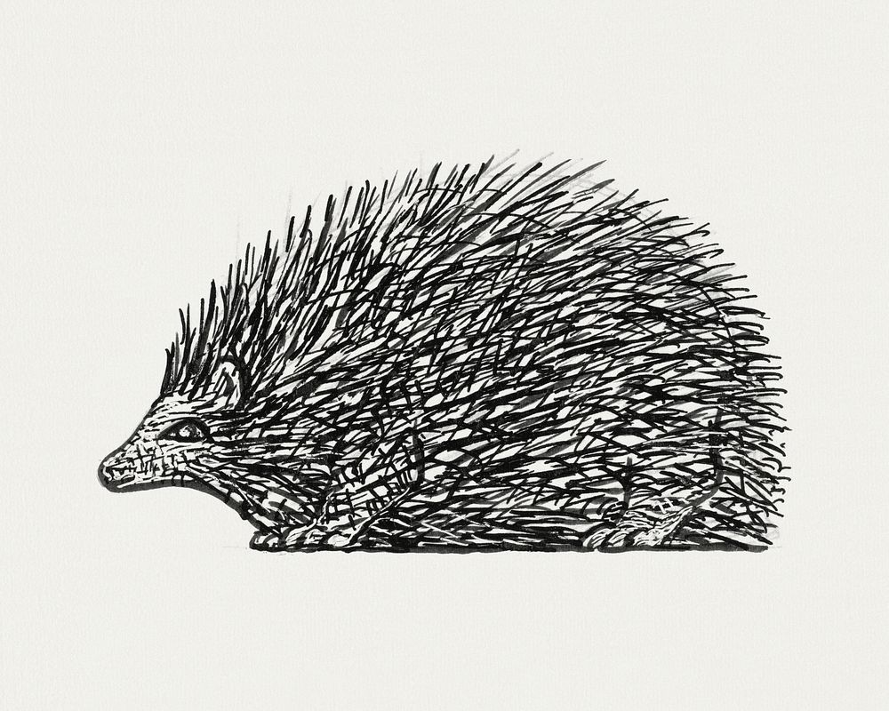 Hedgehog (ca. 1891&ndash;1941) drawing in high resolution by Leo Gestel. Original from The Rijksmuseum. Digitally enhanced…