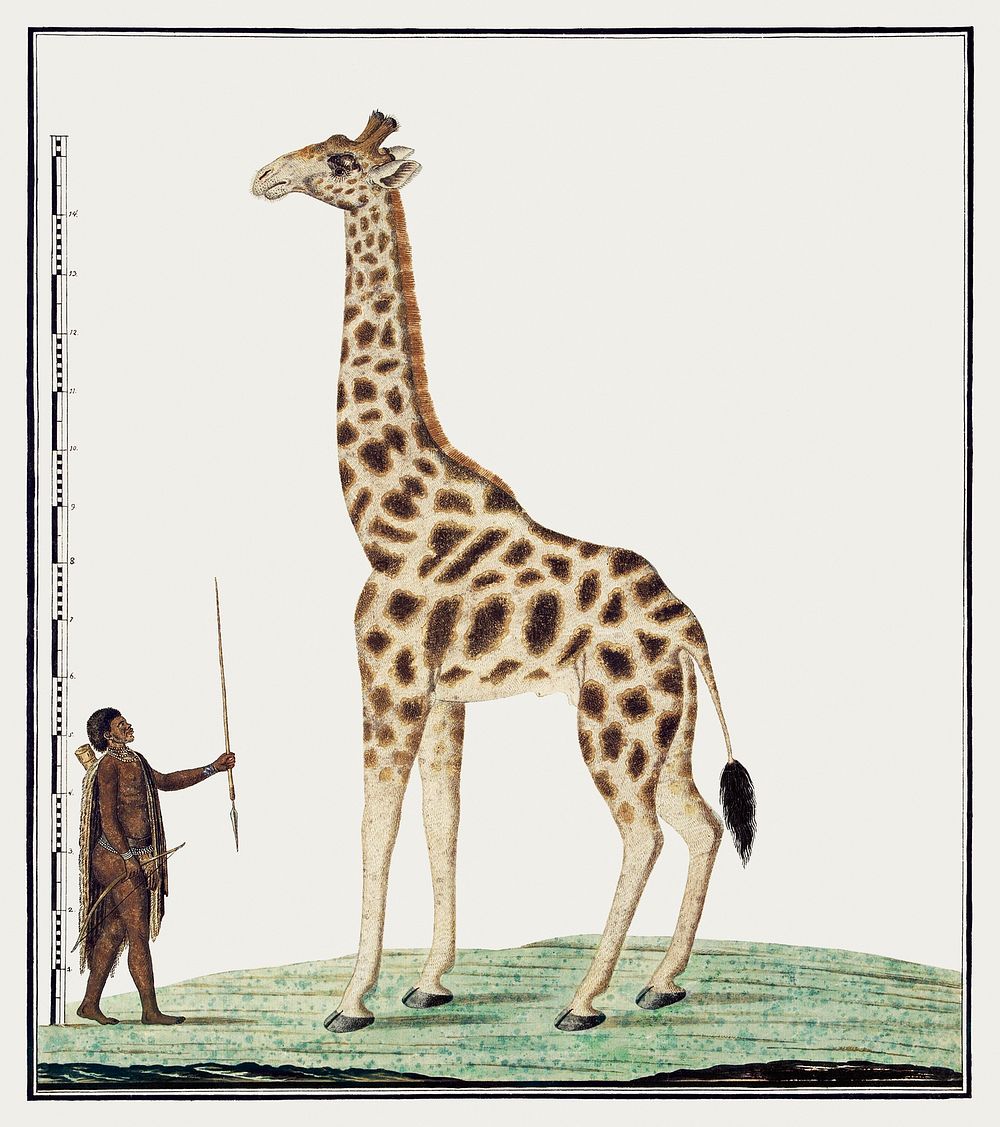 Giraffa Camelopardalis: giraffe (1779) painting in high resolution by Robert Jacob Gordon. Original from the Rijksmuseum.…