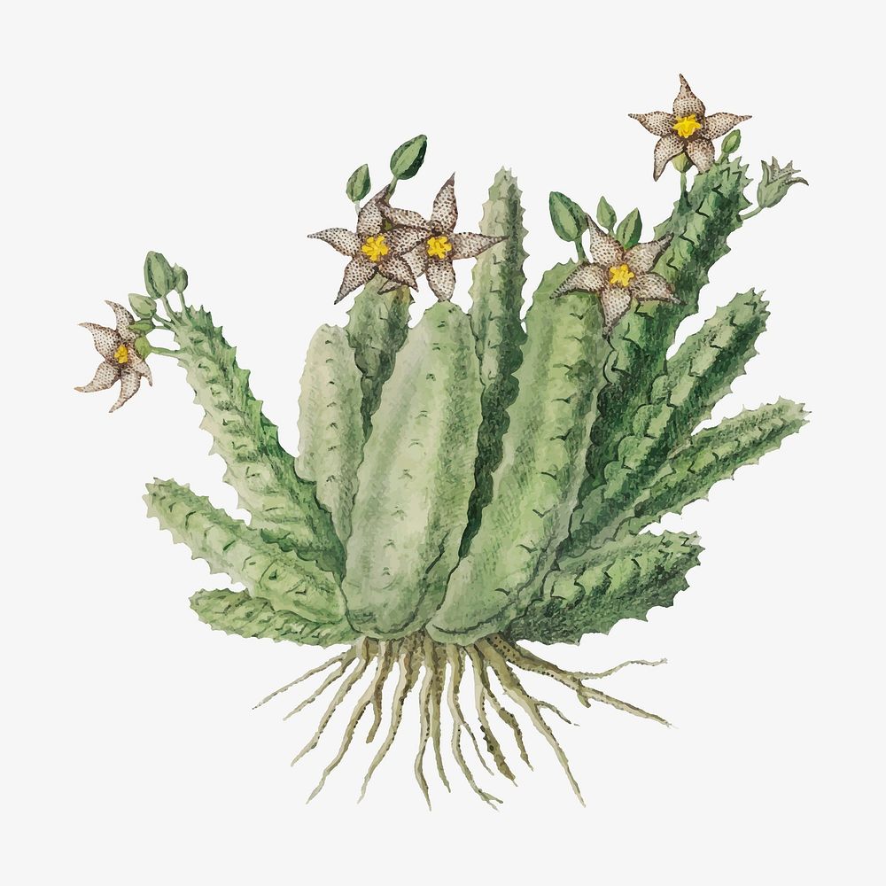 Piaranthus geminatus vector vintage flower illustration set, remixed from the artworks by Robert Jacob Gordon