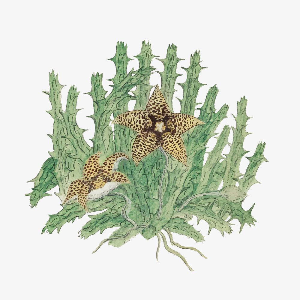 Orbea verrucosa vector vintage flower illustration set, remixed from the artworks by Robert Jacob Gordon