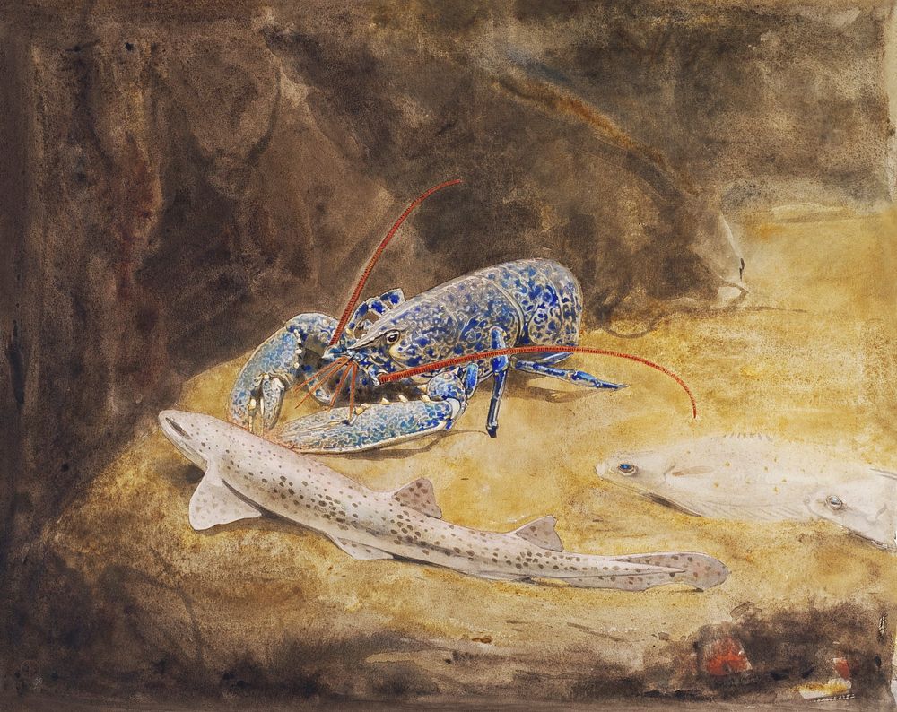 Aquarium with three North Sea fish: Lobster, Dogfish and Plaice (ca.1876&ndash;1924) painting in high resolution by Gerrit…