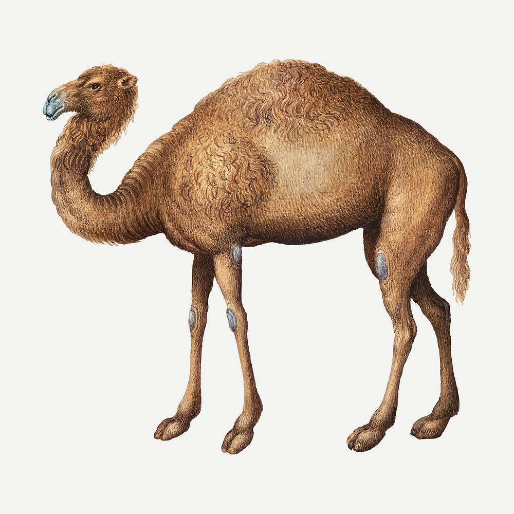 Camel vector animal drawing, remixed from artworks by Joris Hoefnagel