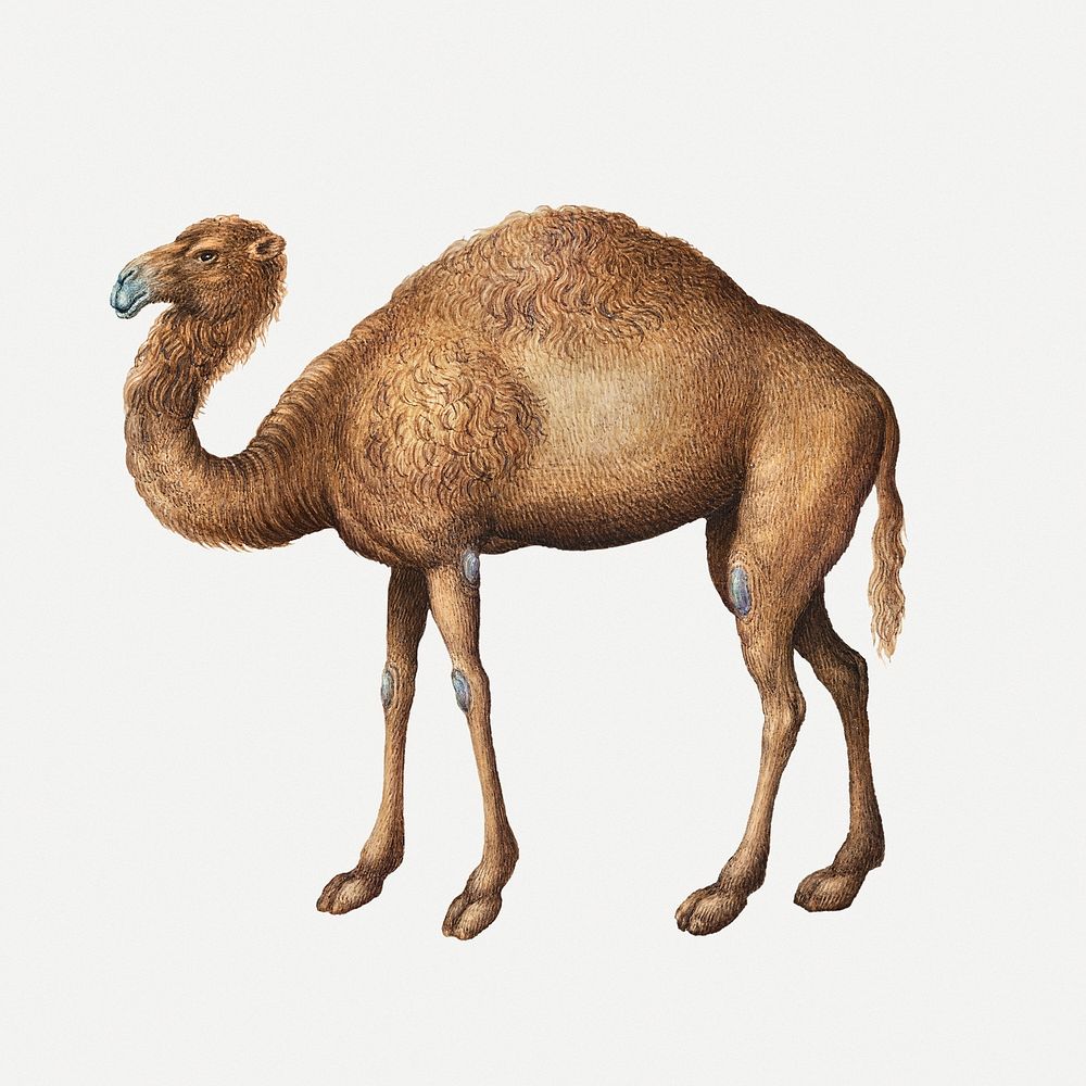 Camel animal painting, remixed from artworks by Joris Hoefnagel