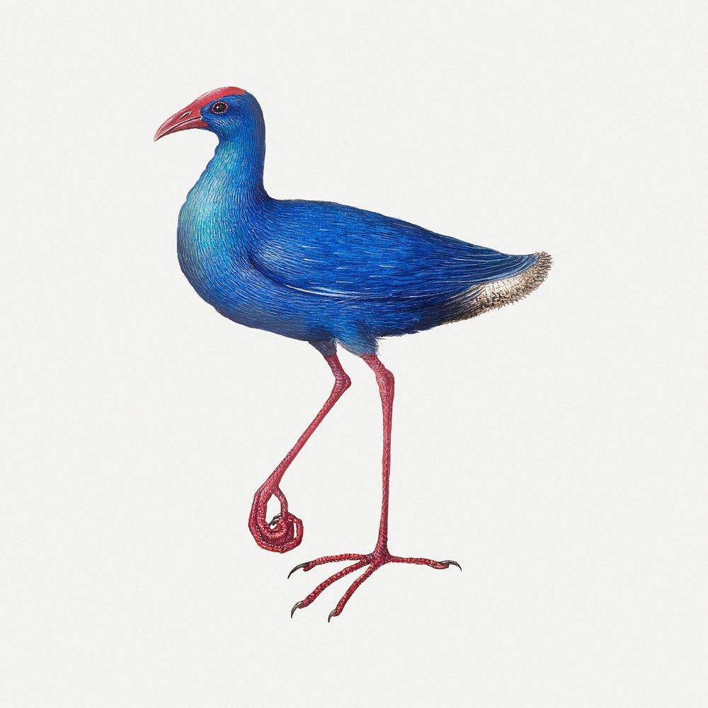 Swamphen animal painting, remixed from artworks by Joris Hoefnagel