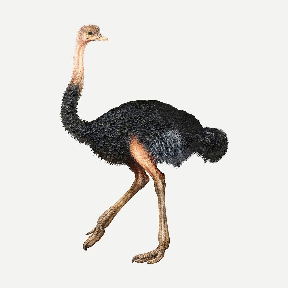 Ostrich vector animal painting, remixed from artworks by Joris Hoefnagel