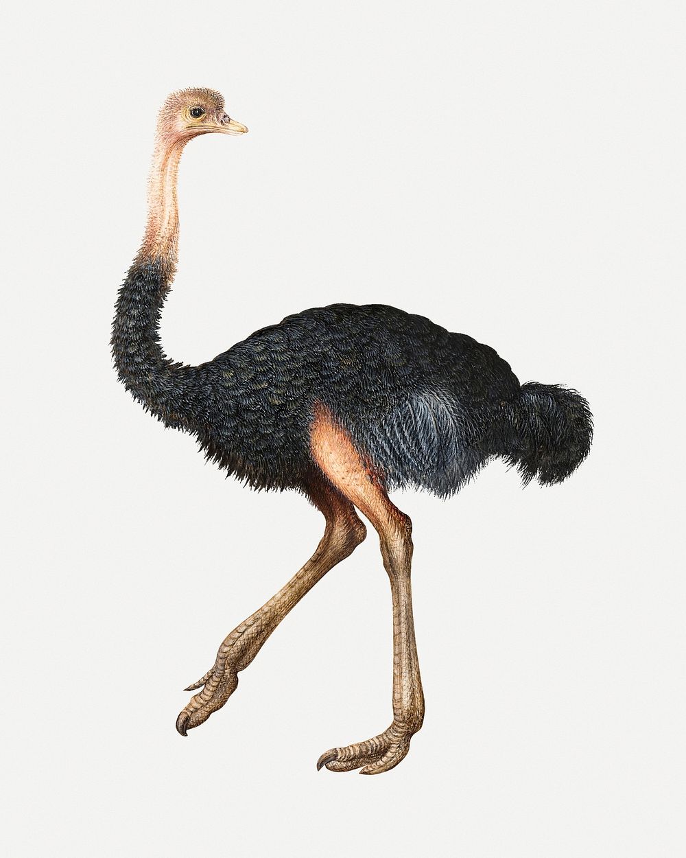 Ostrich animal painting, remixed from artworks by Joris Hoefnagel