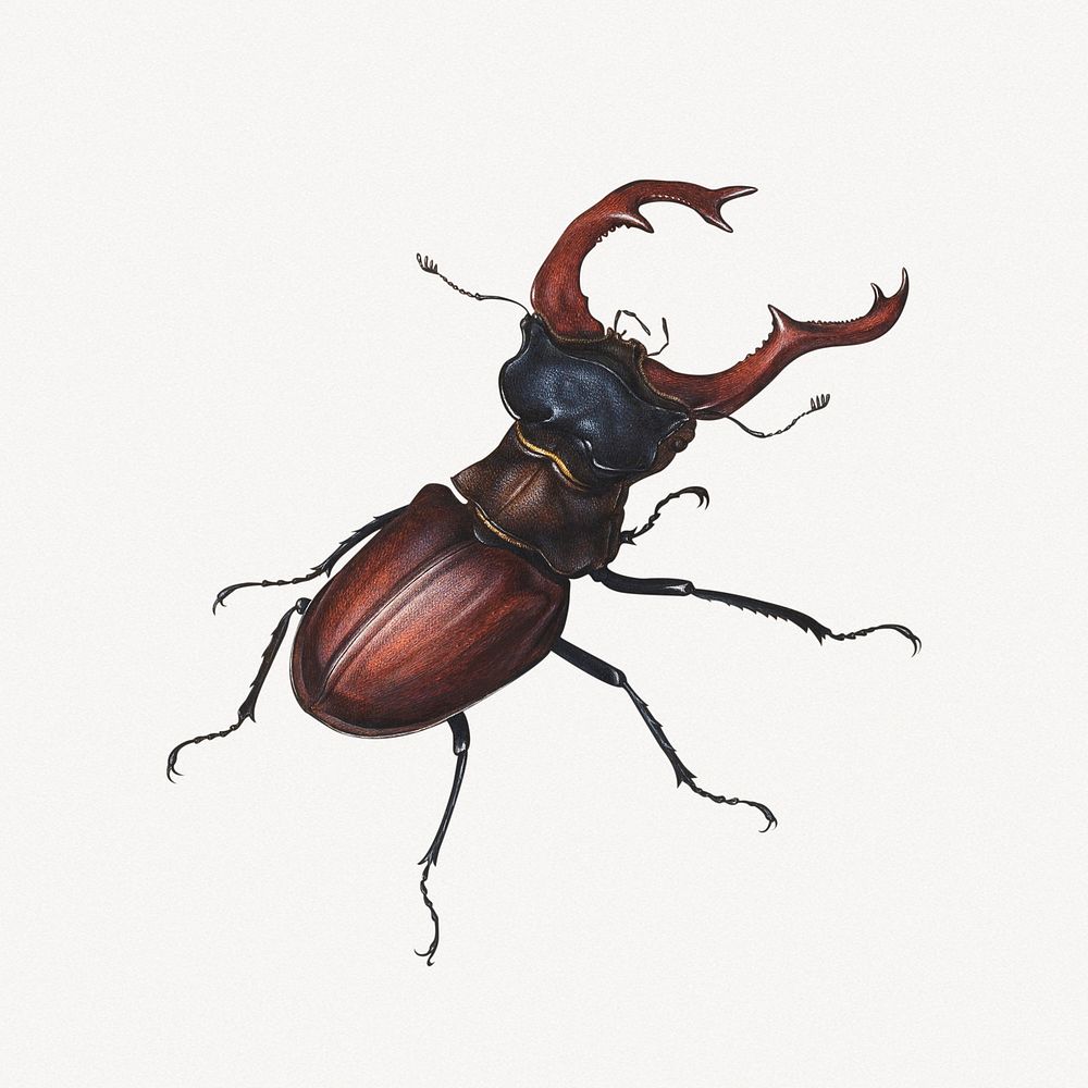 Stag beetle collage element, insect vintage illustration psd