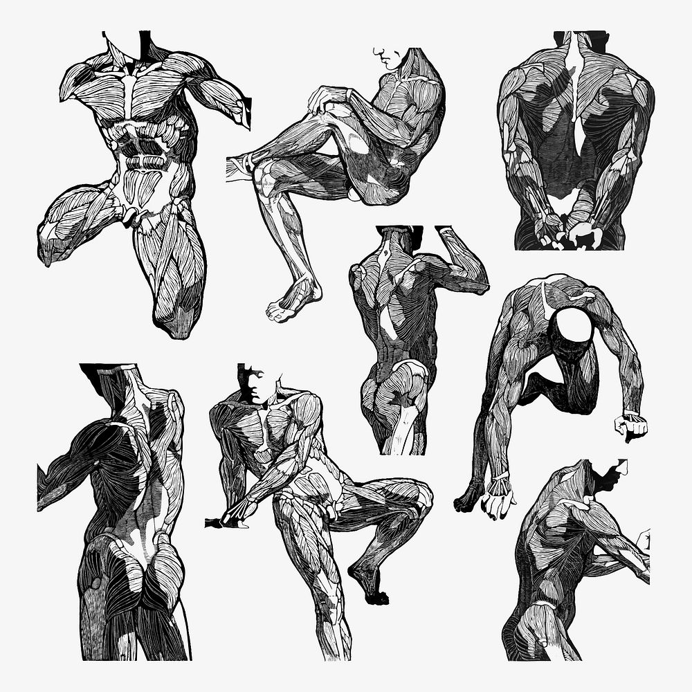 Man's muscles vector human anatomy set, remixed from artworks by Reijer Stolk