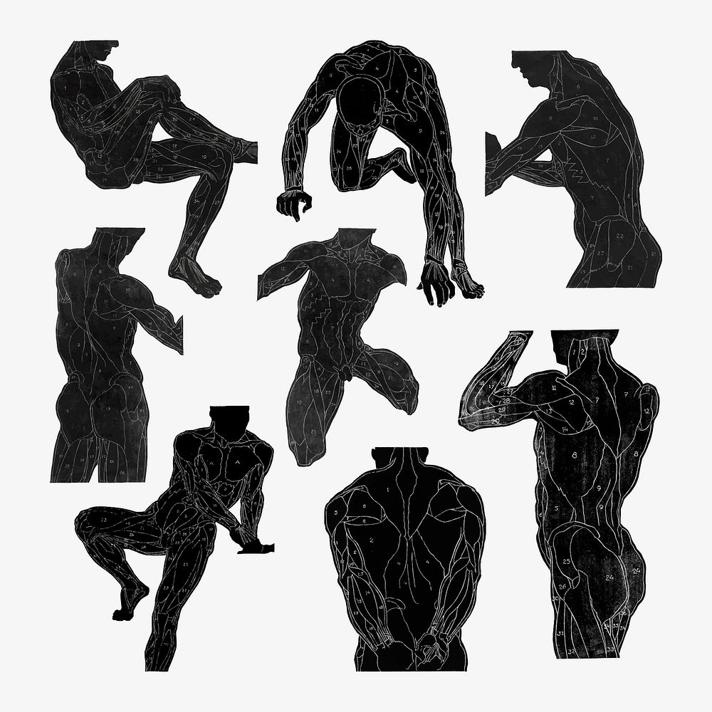 Human anatomy vector in silhouette set, remixed from artworks by Reijer Stolk