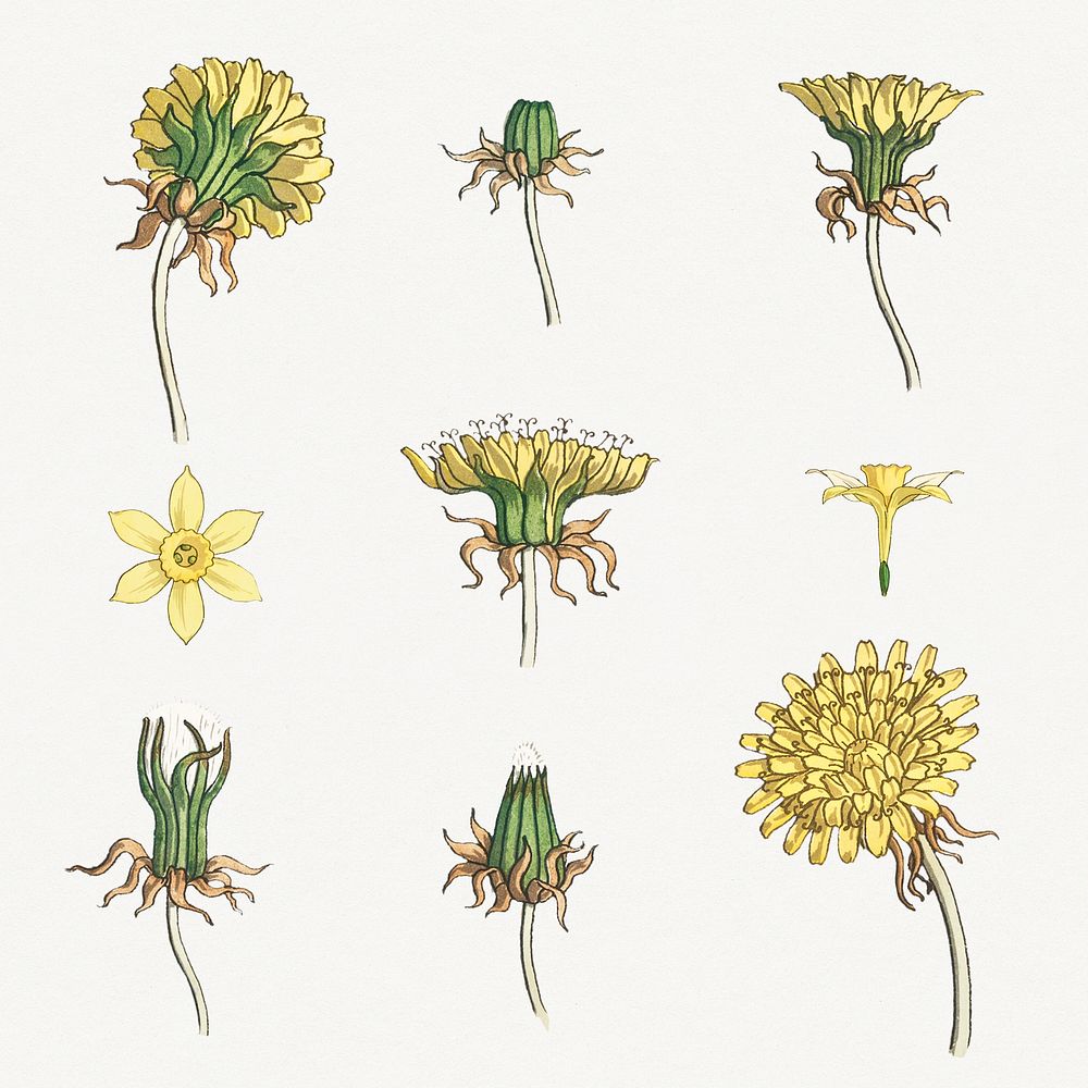 Vintage dandelion and jonquil flower illustration design element set