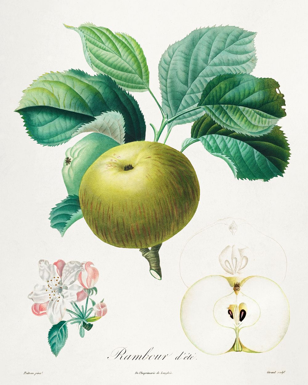 Trait&eacute; des arbres fruitiers: Rambour d'&eacute;t&eacute; (1808&ndash;1835) print in high resolution by Henri-Louis…