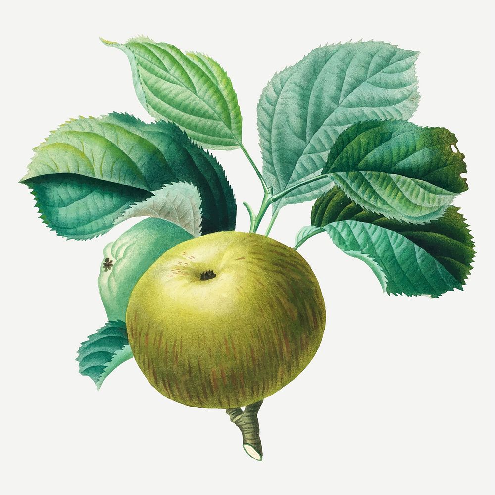 Green apples vector with leaves art print, remixed from artworks by Henri-Louis Duhamel du Monceau